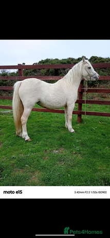 Welsh Section A horses - Advert 4