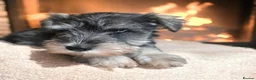 Miniature Schnauzer dogs for sale: Miniature schnauzer puppies - Advert 4