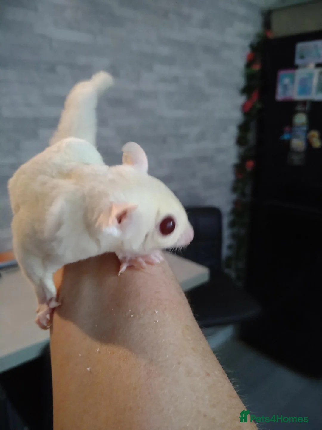 Sugar Glider rodents for sale: Creamino het leu baby boy - Advert 2