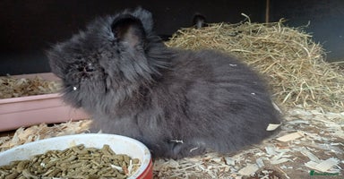 Lionhead rabbits in Barnsley - Advert 2