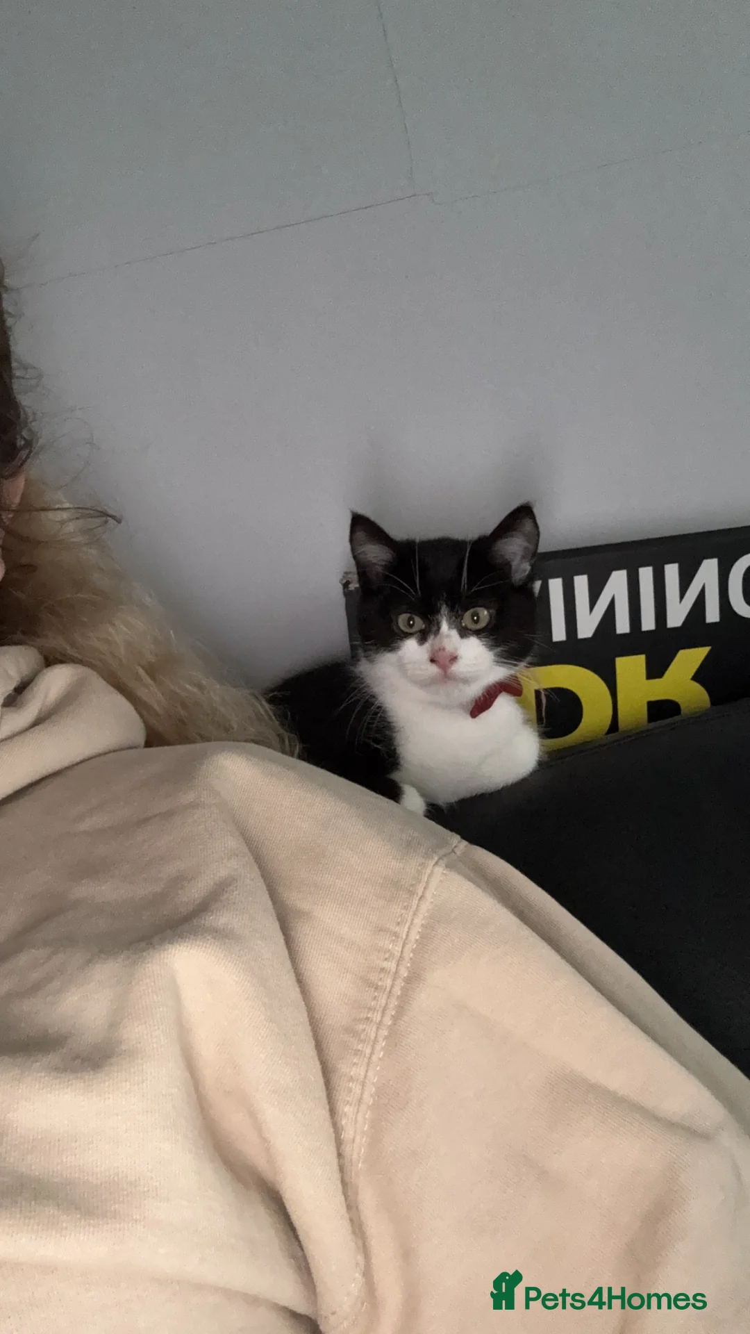 Mixed Breed cats for sale: Clive  - Advert 2