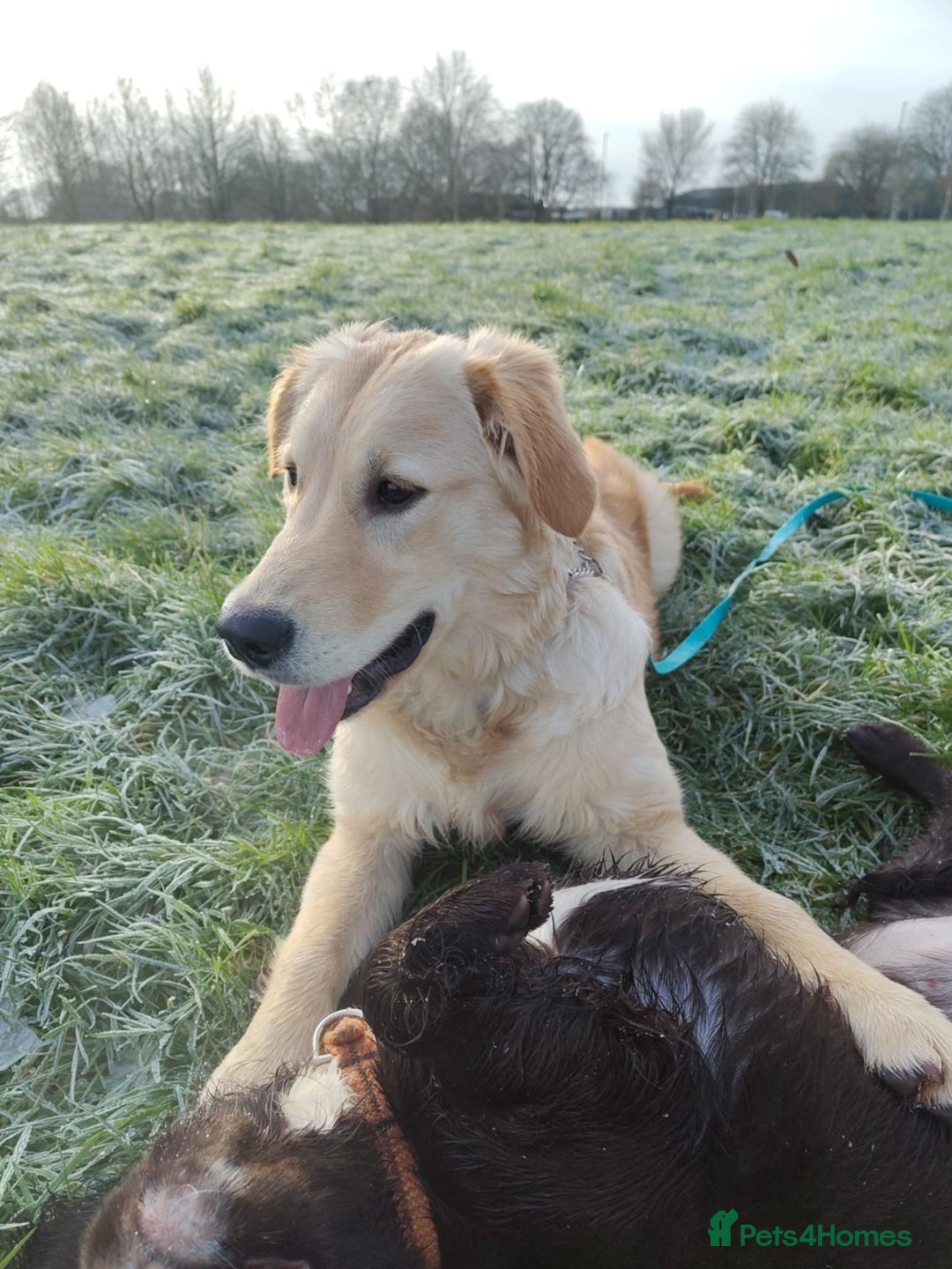 Golden Retriever dogs for sale: Beautiful 6 month golden retriever  - Advert 6
