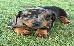 Dachshund dogs for sale: Dachshund Puppies  - Image 11