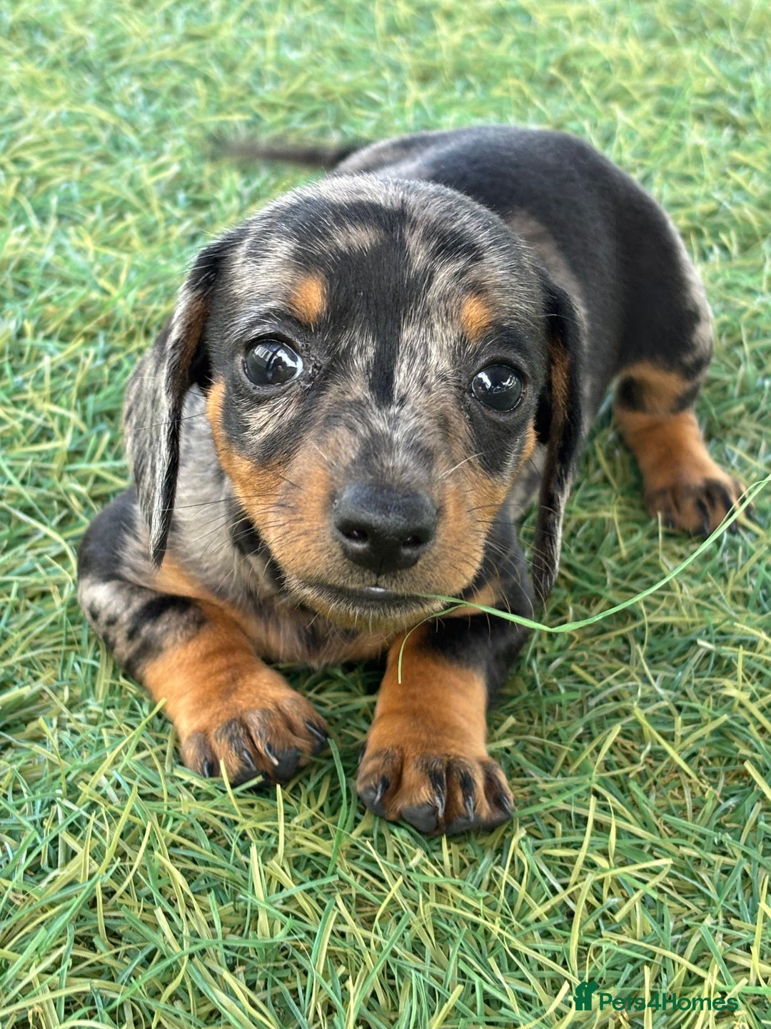 Dachshund dogs for sale: Dachshund Puppies  - Image 11