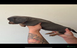 Miniature Dachshund dogs for sale: Longhaired miniature dachshunds 🫶🏻 - Image 4