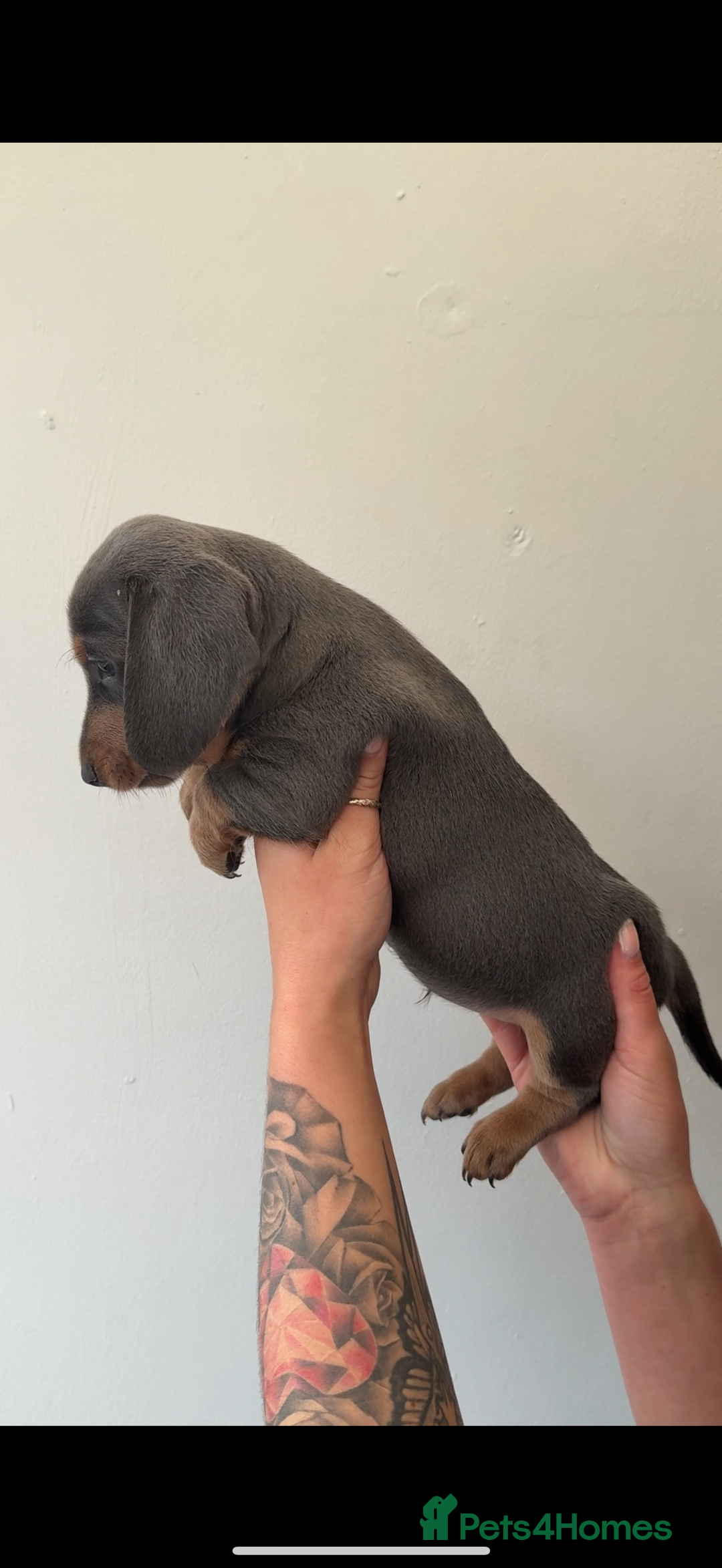 Miniature Dachshund dogs for sale: Longhaired miniature dachshunds 🫶🏻 - Image 4