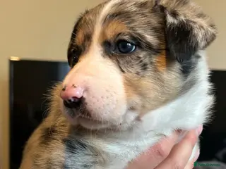 Border Collie dogs Blue Merle/tri collies - Advert 4