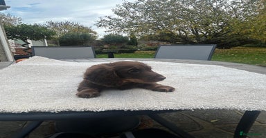 Miniature Dachshund dogs - Advert 6