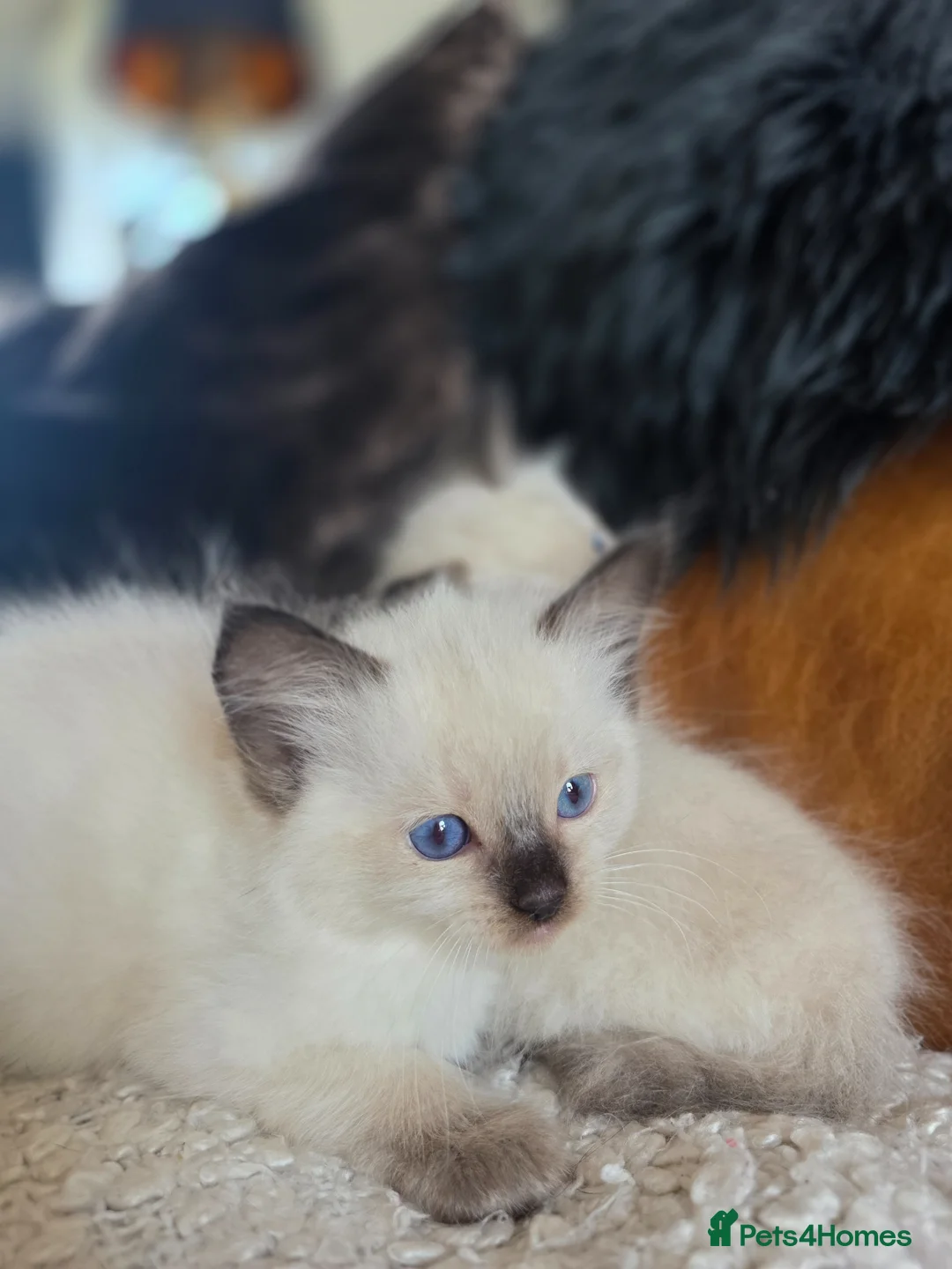 Ragdoll cats for sale: Beautiful Quality Ragdoll Kittens - Advert 2