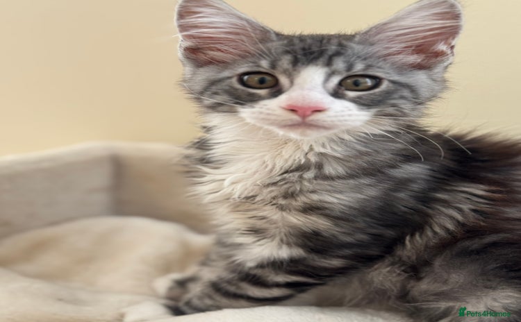 Maine Coon cats - Advert 4