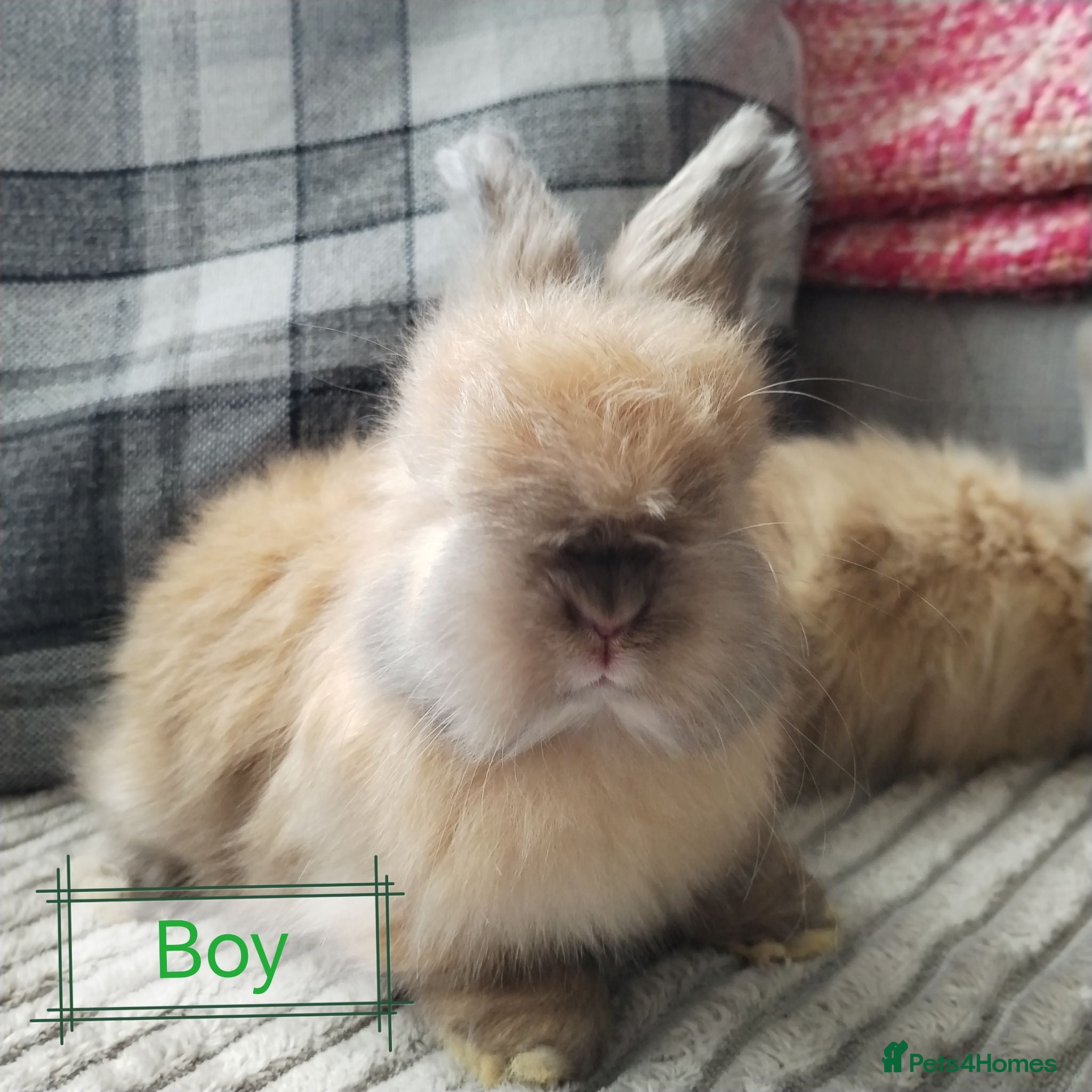 Angora rabbits English Angora Full Faced - Advert 5