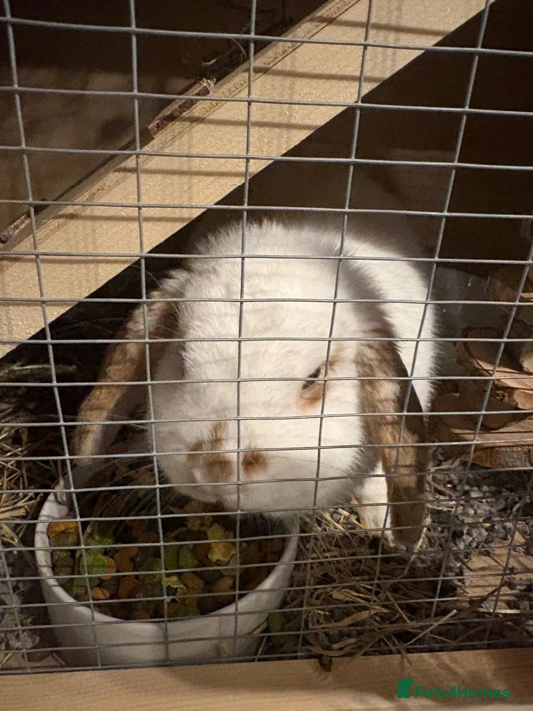 Mini Lop rabbits for sale: Mini lop  in Glasgow - Advert 2
