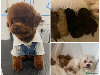 Maltipoo dogs Extensively DNA clear toy Asian Maltipoo puppies - Advert 11