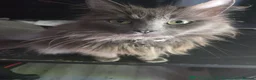 Mixed Breed cats for sale: 5 Beautiful and friendly tuxedo kittens - Advert 12