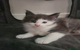 Maine Coon cats for sale: Maine Coon Kittens purebred – Reserve Now - Image 28