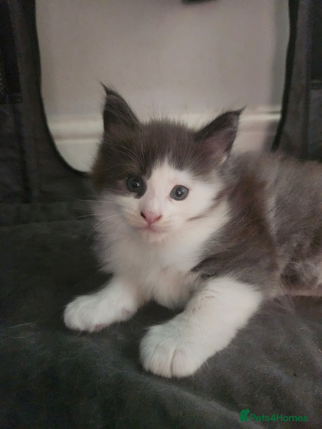Maine Coon cats for sale: Maine Coon Kittens purebred – Reserve Now - Image 28