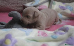 Italian Greyhound dogs for sale: Beautiful Italian greyhounds - Polish Bloodlines - Image 12