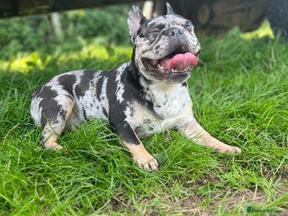 French Bulldog dogs - Advert 8