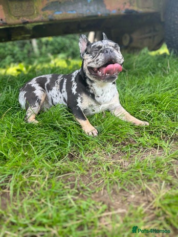 French Bulldog dogs - Advert 9