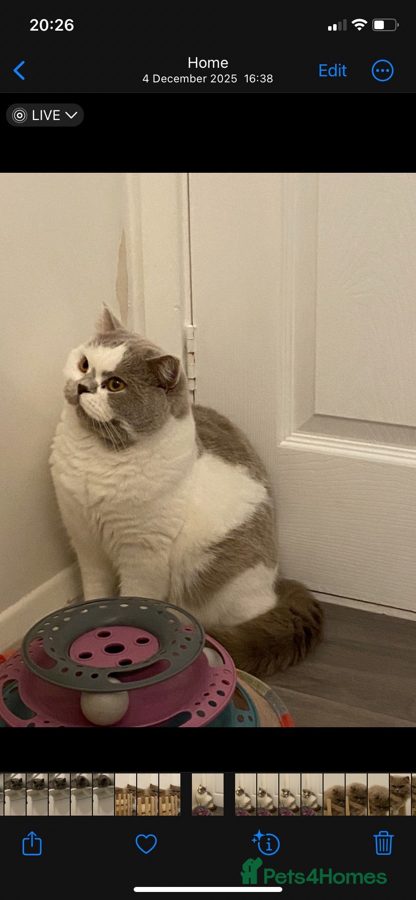 British Shorthair cats British Shorthair Adult  - Advert 1