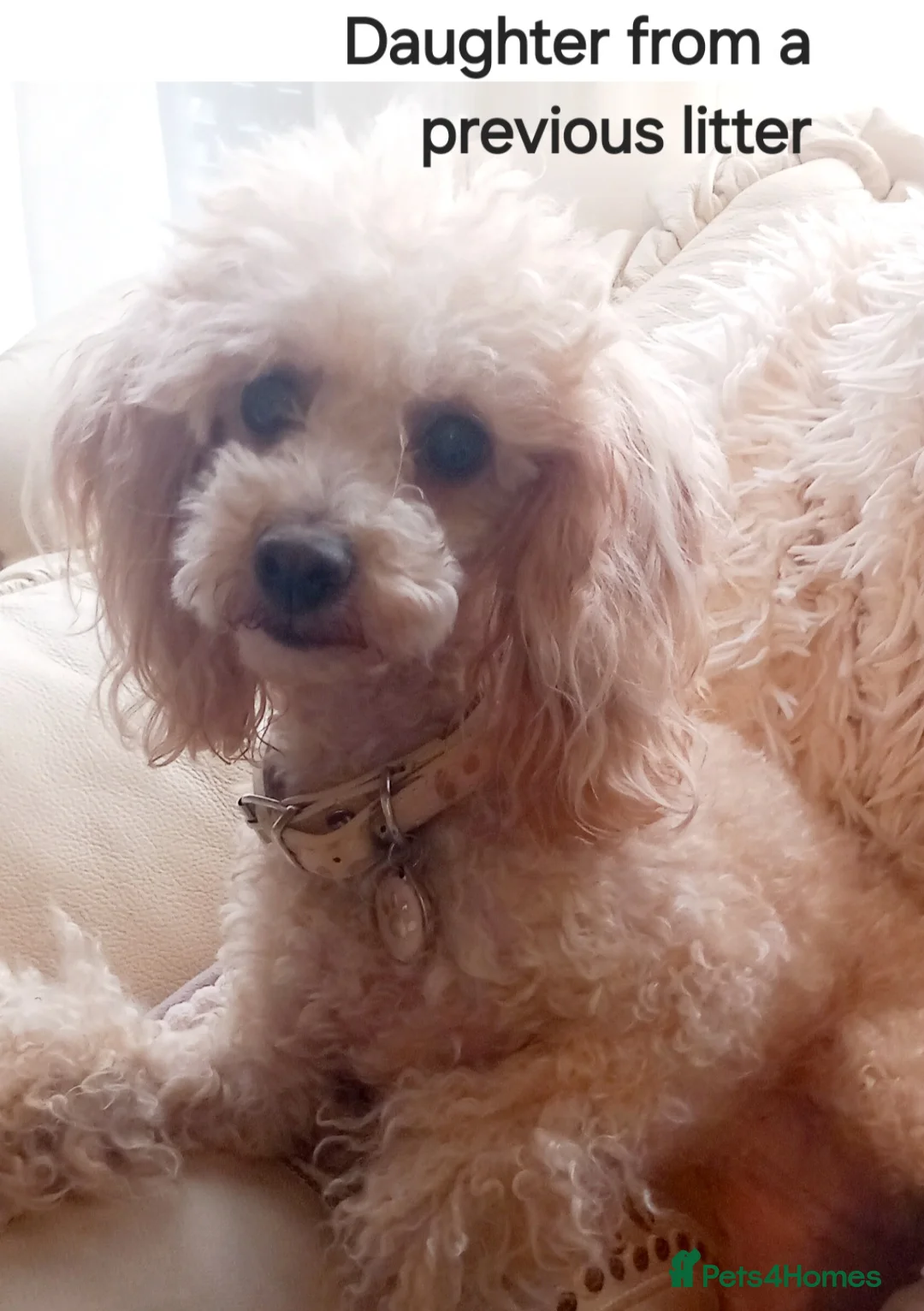Toy Poodle dogs for stud: *2 STUDS AVAILABLE*FULL PEDIGREE SILVER & PHANTOM - Advert 21