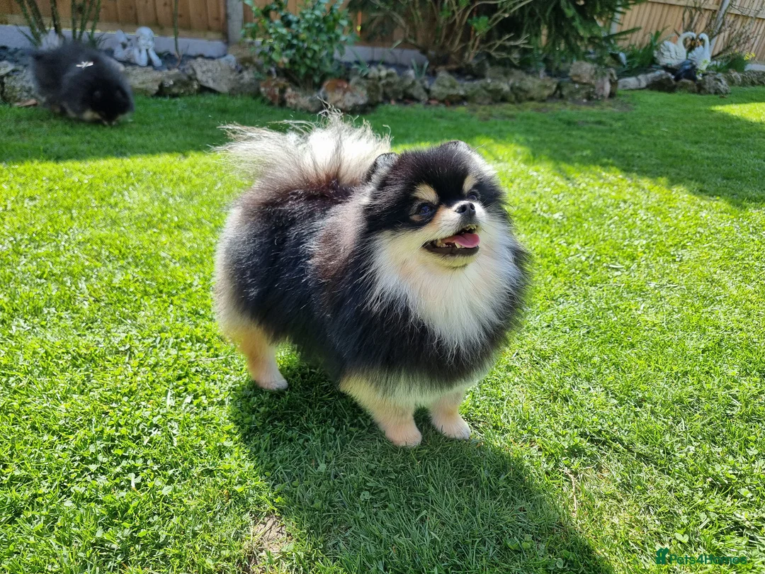 Pomeranian dogs for stud: KC Registered Pomeranian for stud  - Advert 2