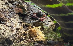 Frog reptiles for sale: Sant Isabel dart frogs froglets - Image 4