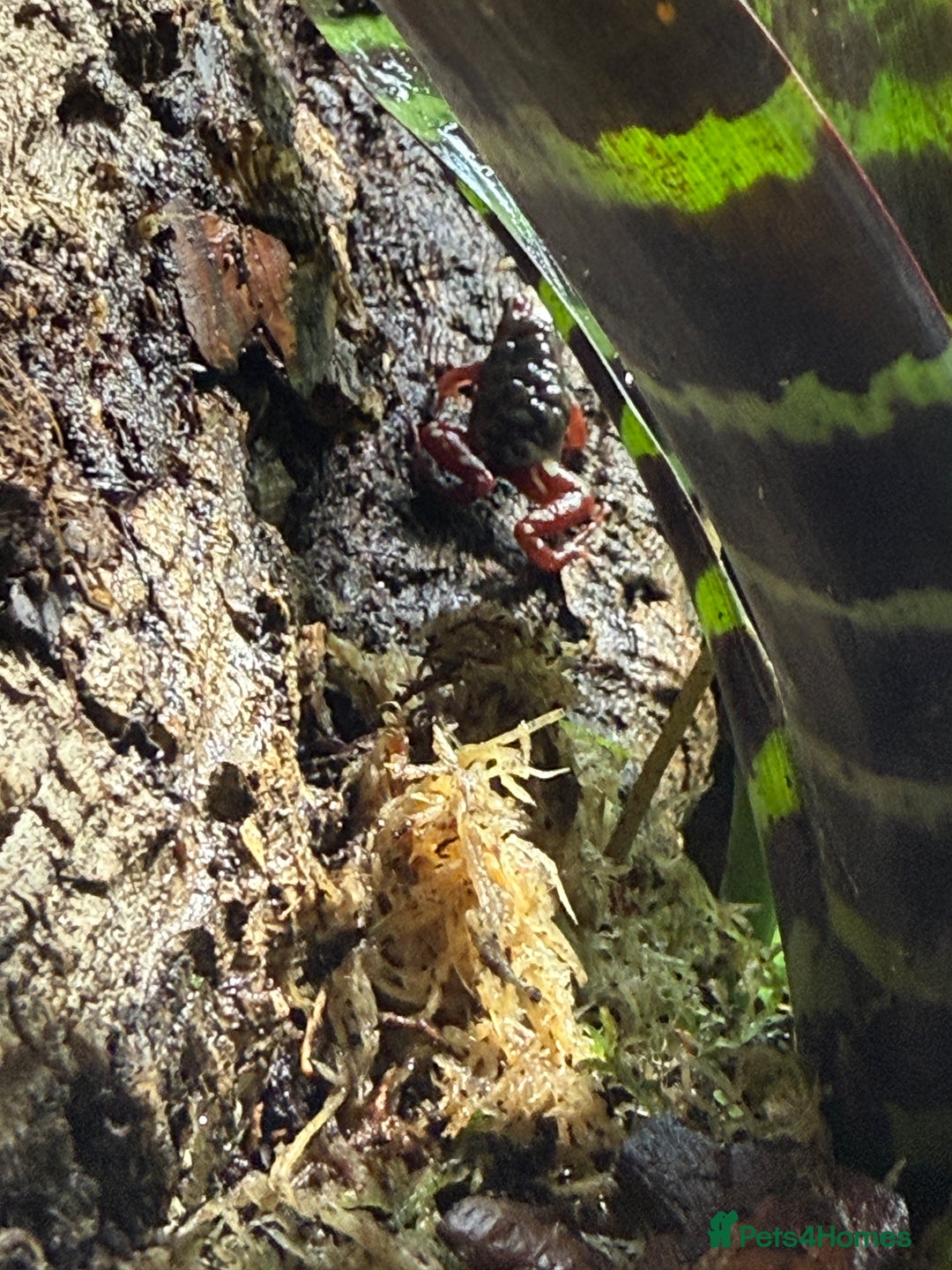 Frog reptiles for sale: Sant Isabel dart frogs froglets - Image 4