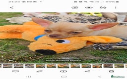 Chihuahua dogs for sale: 2 pure breed male chihuahua ready to leave - Image 3