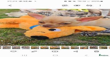 Chihuahua dogs - Advert 8