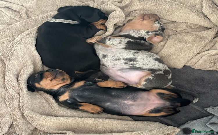 Miniature Dachshund dogs - Advert 14