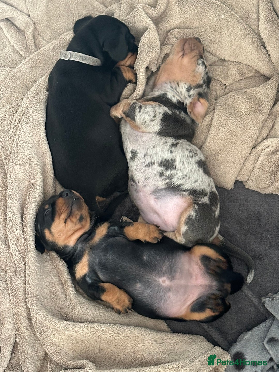 Miniature Dachshund dogs for sale: Little Legs, Big Hearts, Miniature Dachshunds x - Image 1