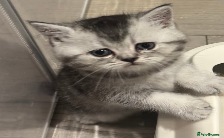 Scottish Fold cats - Advert 15