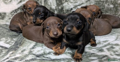 Miniature Dachshund dogs - Advert 2