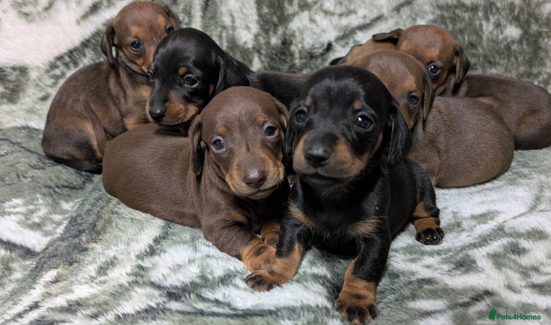 Miniature Dachshund dogs for sale: Quality KC / PRA Clear Minature Dachshund Puppies  - Image 2