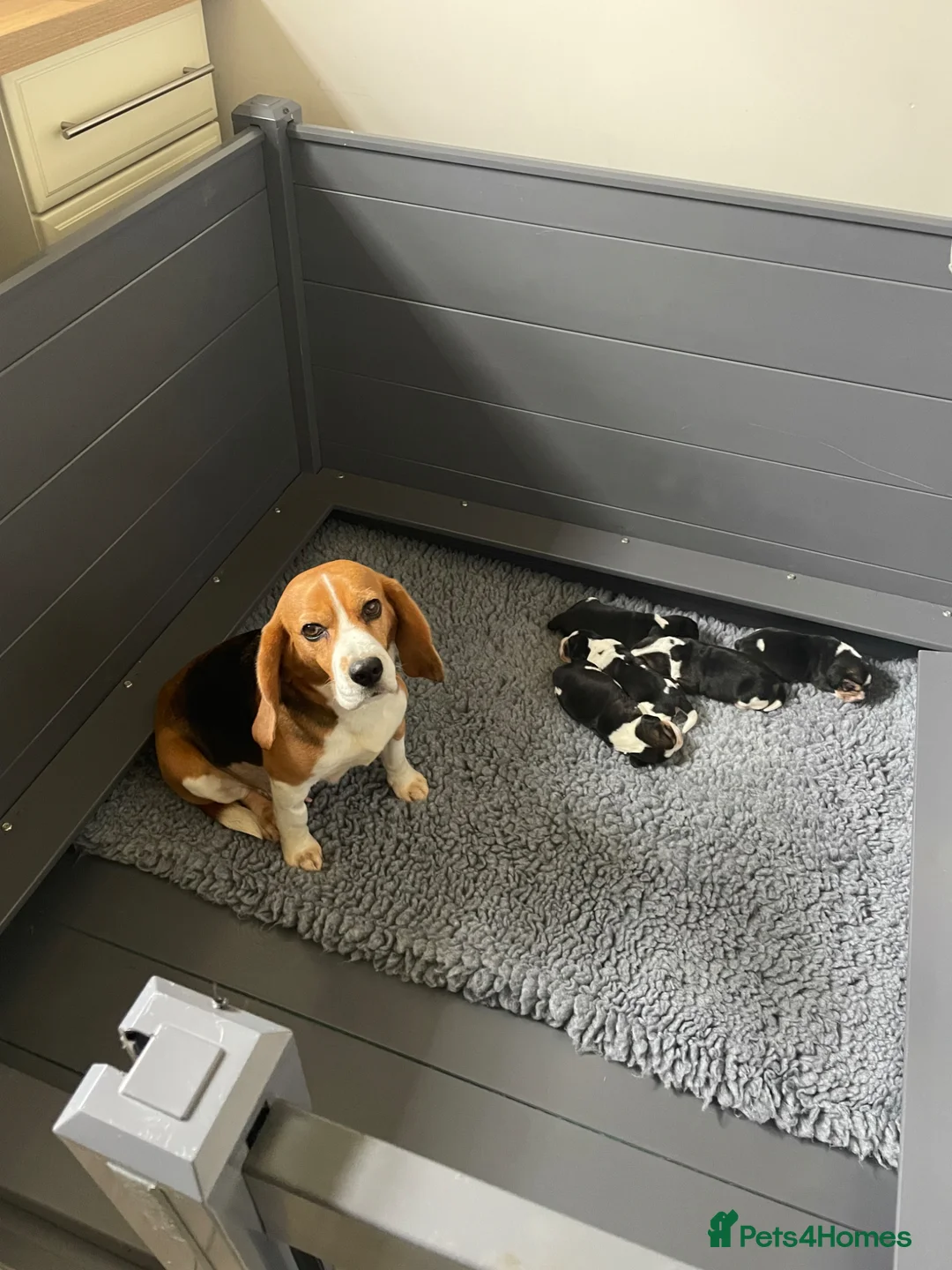 Beagle dogs for stud: KC reg, proven stud dog - Advert 9