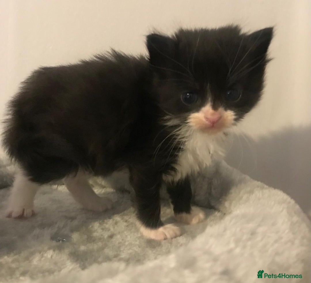 Mixed Breed cats for sale: Adorable half rag doll kittens  - Advert 12