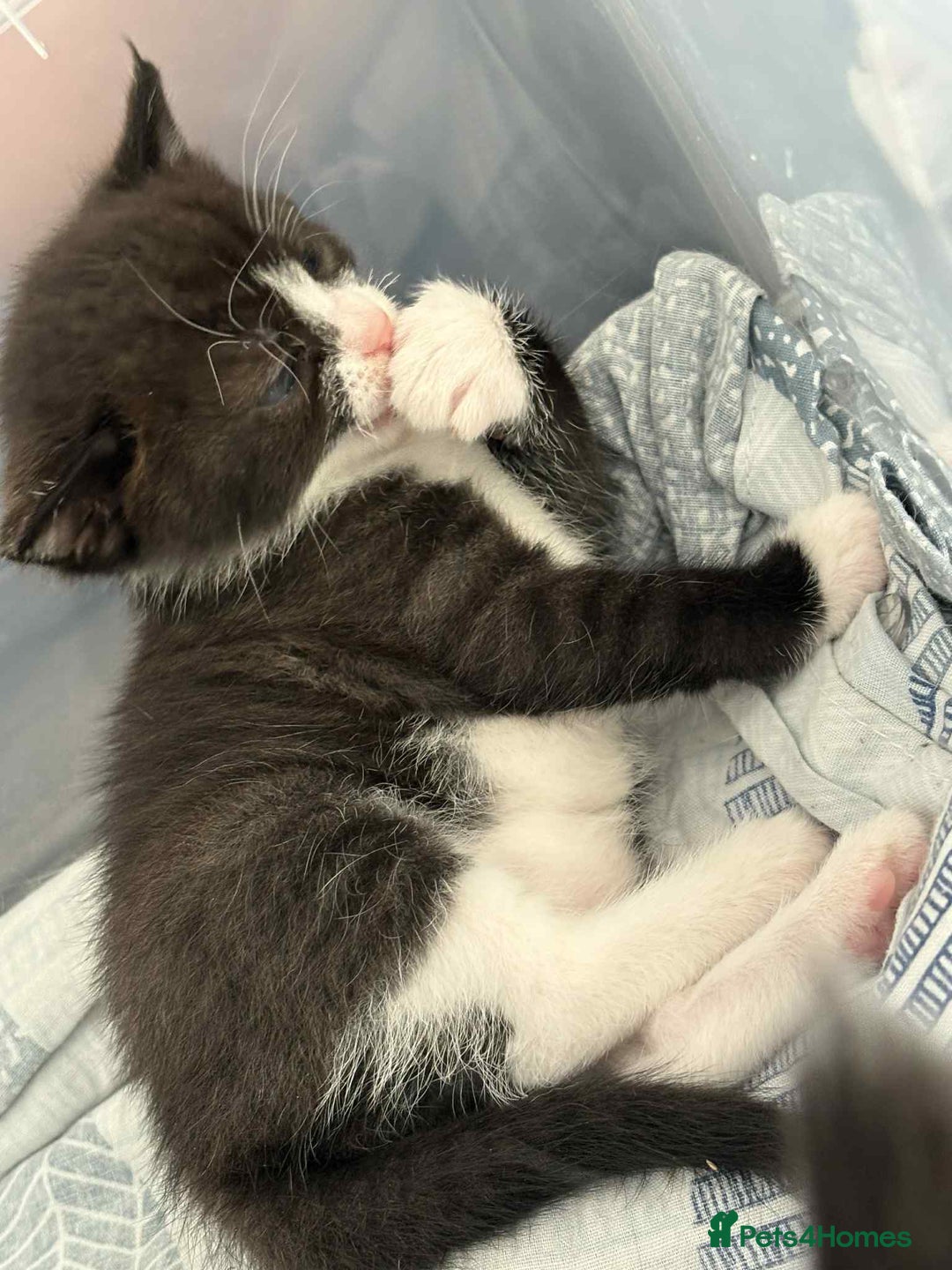 British Shorthair cats for sale: 2 kittens for sale  - Image 6