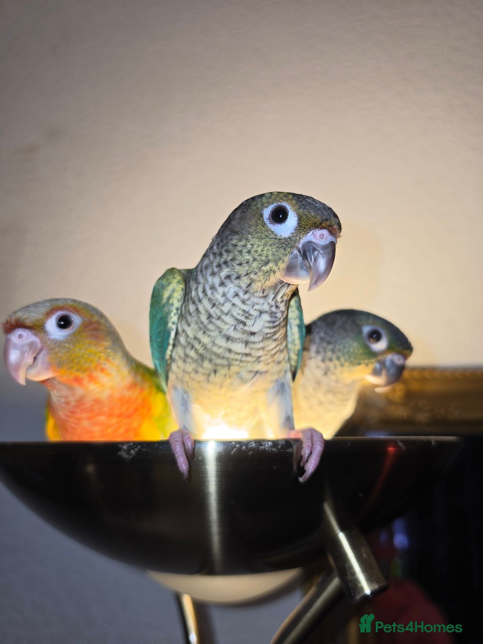 Conures birds Hand reared tame 2 Blue left! - Advert 2