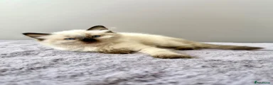 Seal point girl