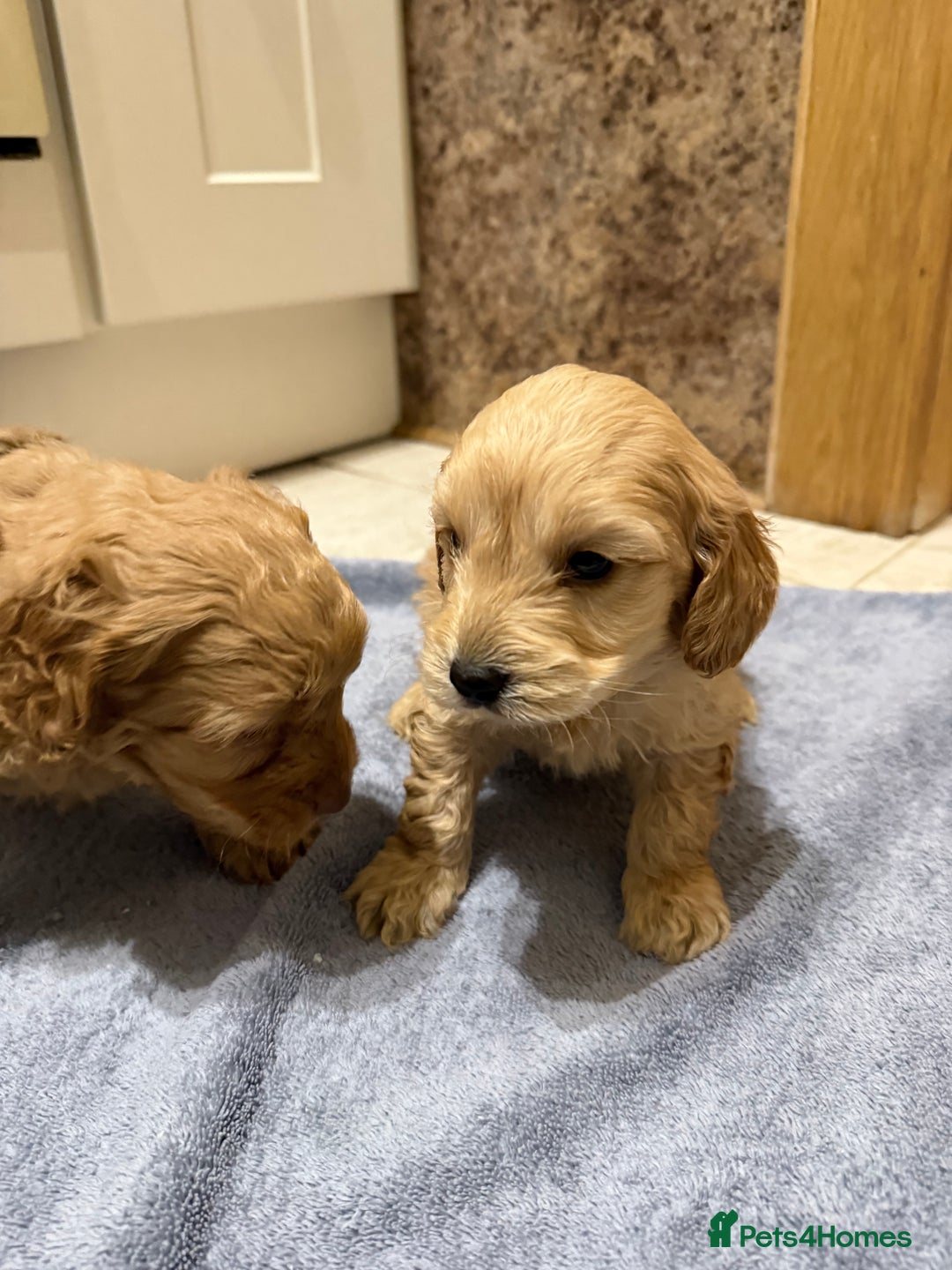 Cockapoo dogs for sale: DNA Health Tested Cockapoos  - Advert 5