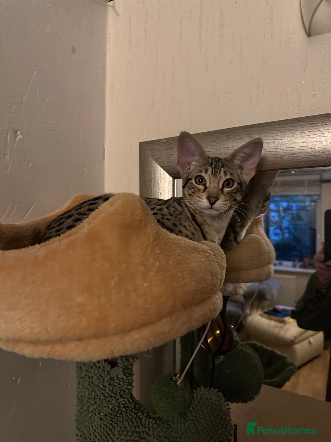 Savannah cats for sale: Savannah F4 girl kittens - Image 11