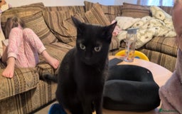 Domestic Shorthair cats for sale: Dark coat Kittens w \ stunning blue eyes   - Image 4