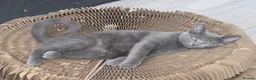Mixed Breed cats for sale: 2 Beautiful kittens PLUS everything you need - Advert 22