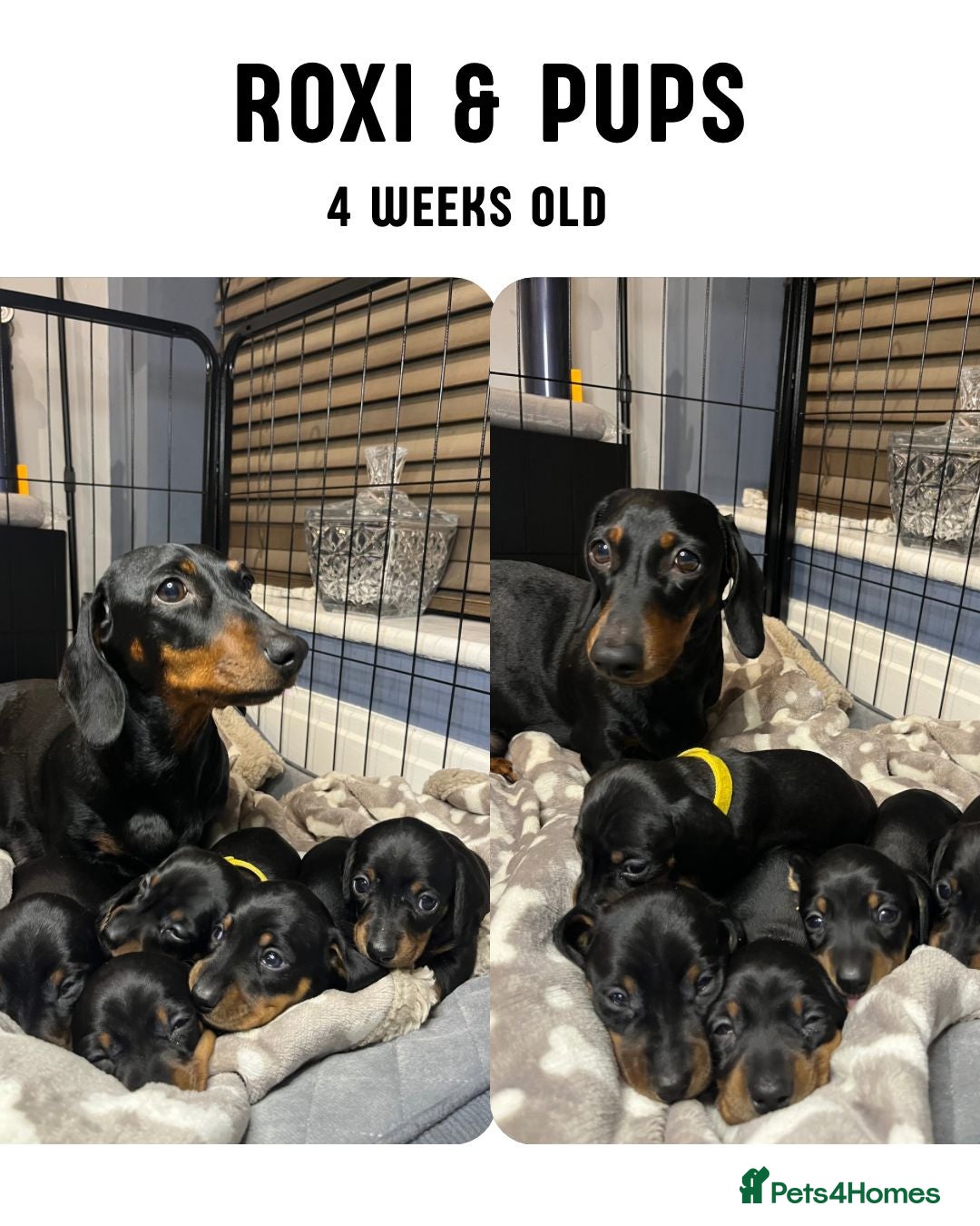 Dachshund dogs for sale: Stunning KC Miniature dachshunds - Advert 9