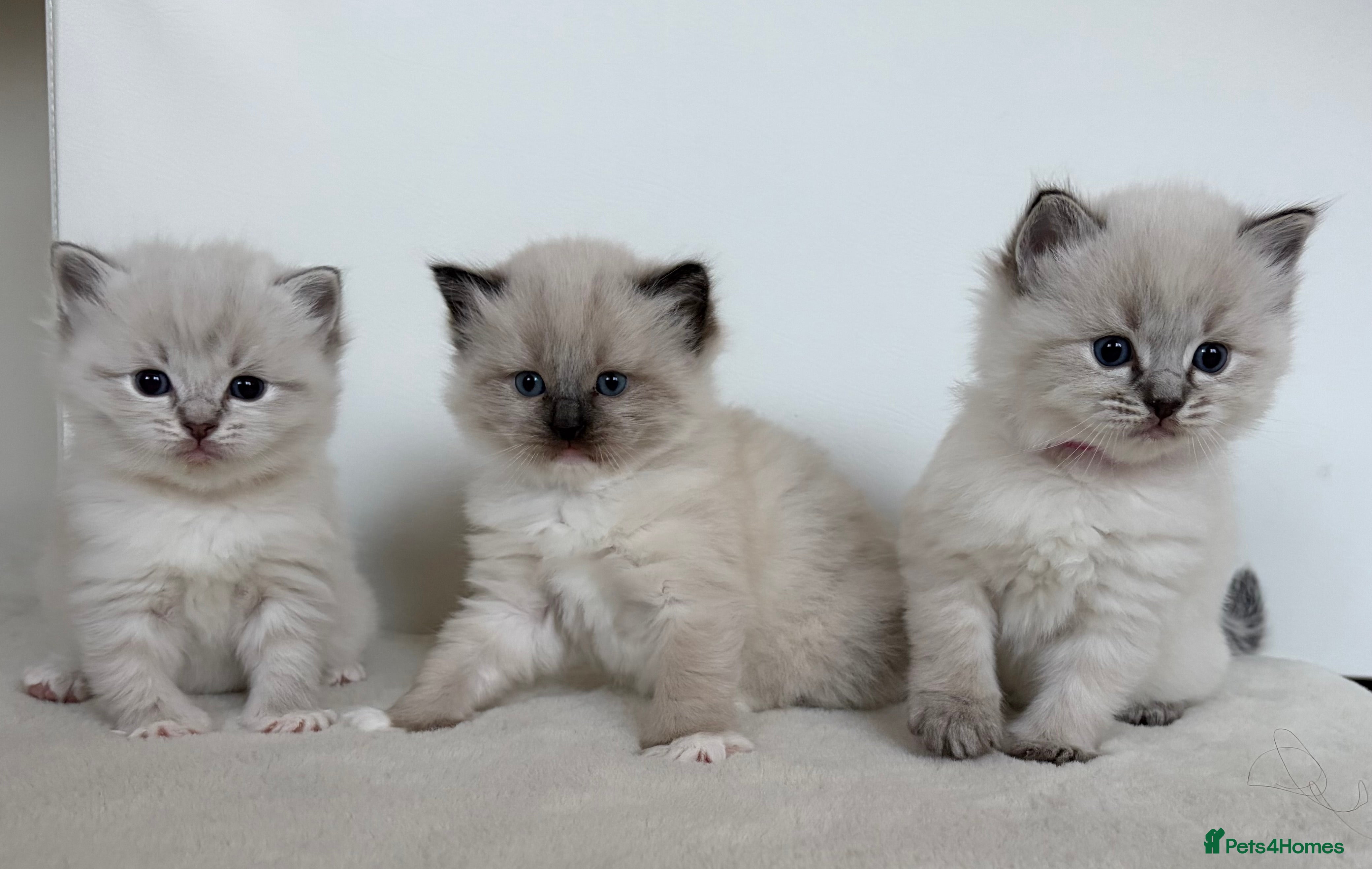 Ragdoll cats 🐾 Stunning Litter of Ragdoll Kittens - Advert 1