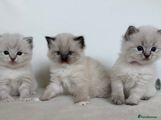 Ragdoll cats 🐾 Stunning Litter of Ragdoll Kittens - Advert 1