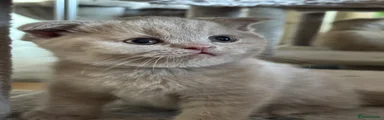 Scottish Fold Potato