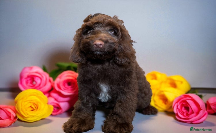 Cockapoo dogs - Advert 4