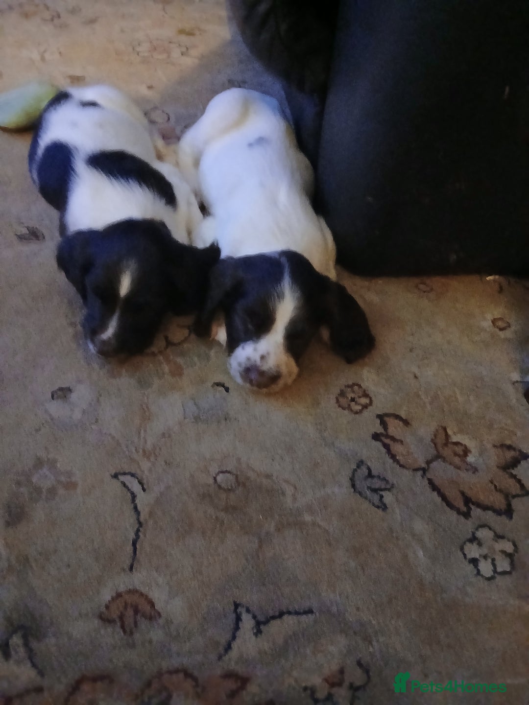 English Springer Spaniel dogs for sale: English Springer Spaniel liver & white pups - Advert 36